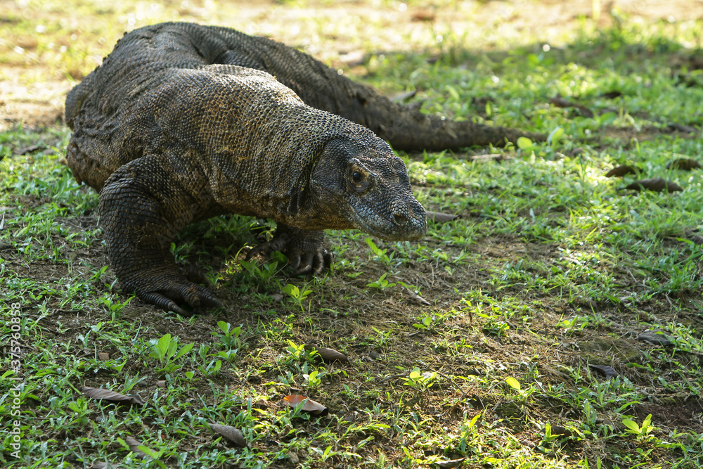 Dragon in the grass Dragon in the grass