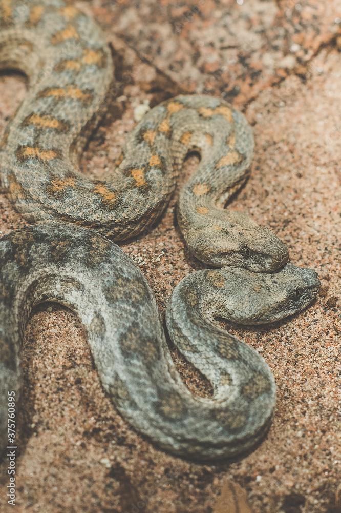 Milos viper snake (Macrovipera schweizeri)