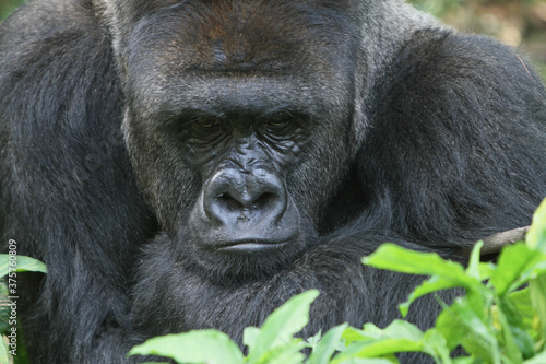 Portrait of gorilla faces © pito