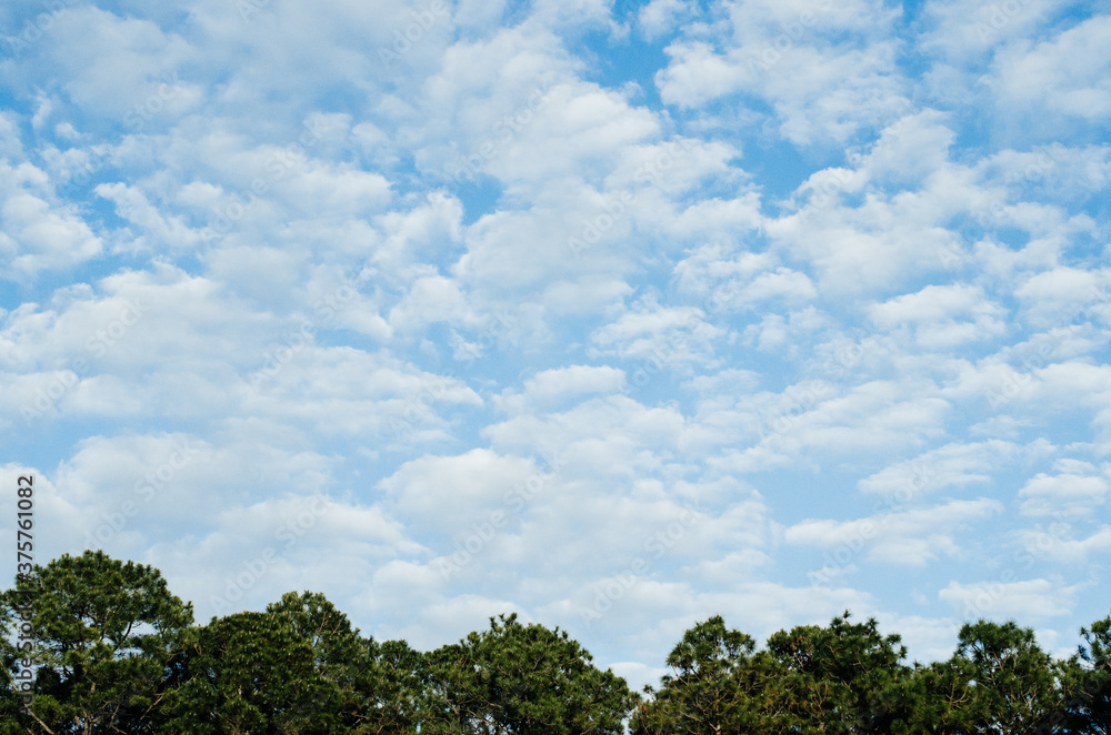 Big sky with puffy clouds and deep green trees Big sky with puffy clouds and deep green trees