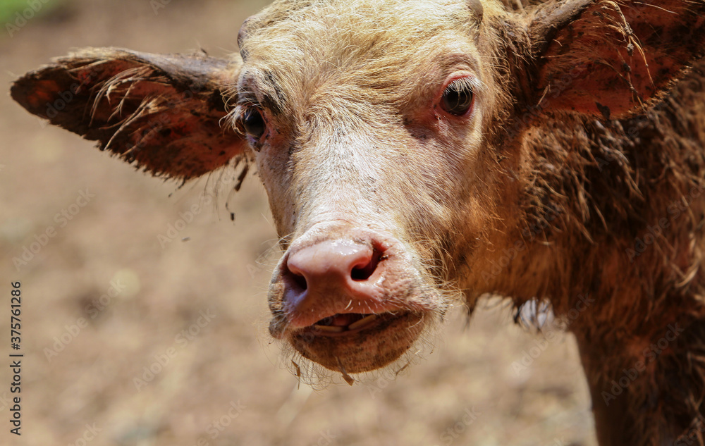 Fototapeta premium Buffalo bule