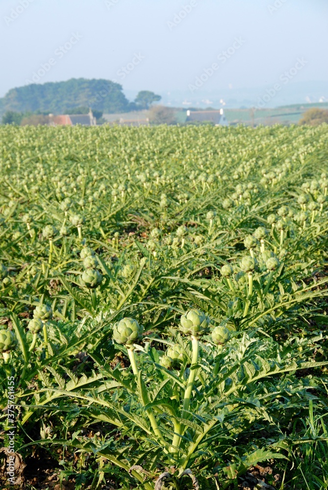 Artichoke field Artichoke field
