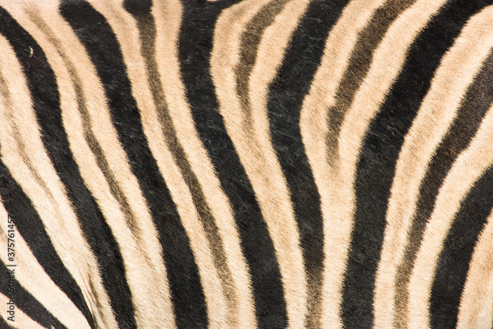 Zebra striping Zebra striping