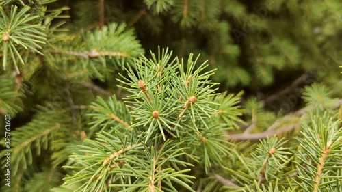 Composition of green spruce branches with cones on a blurred background for decoration