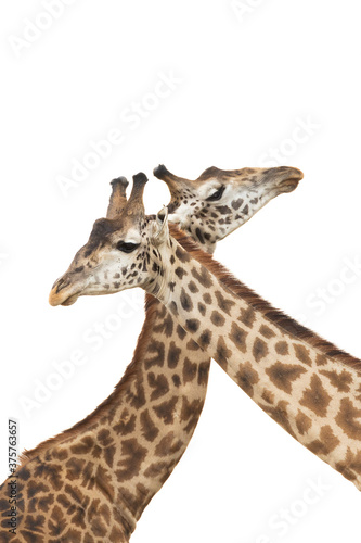 Two adult giraffe males with their necks crossed and isolated on white in Masai Mara in Kenya