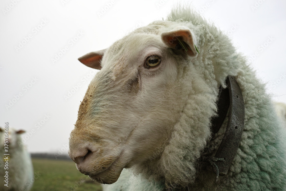 Sheep in profile