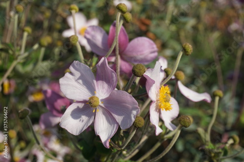 spring crocus flowers
