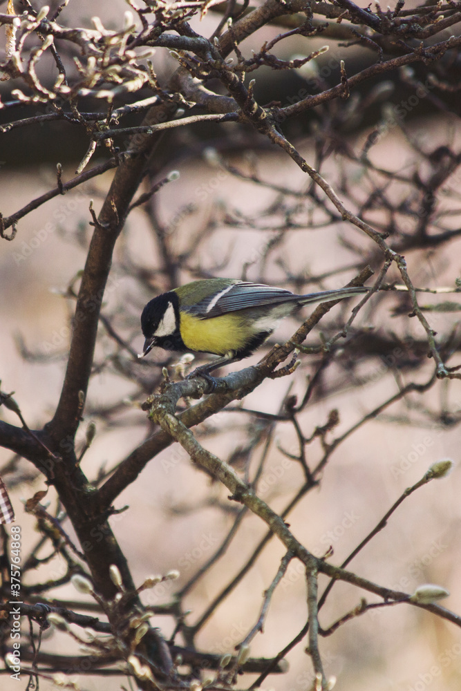 Blue tit eating chopped hazelnut while perching on branch Blue tit eating chopped hazelnut while perching on branch