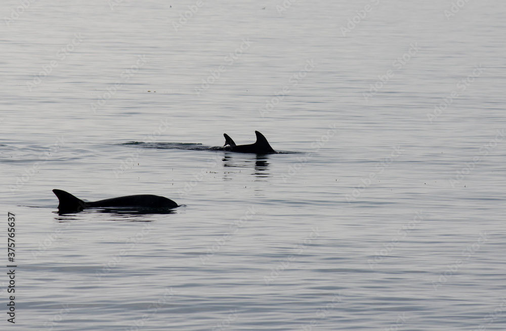 School of Dolphins swim by in the ocean School of Dolphins swim by in the ocean