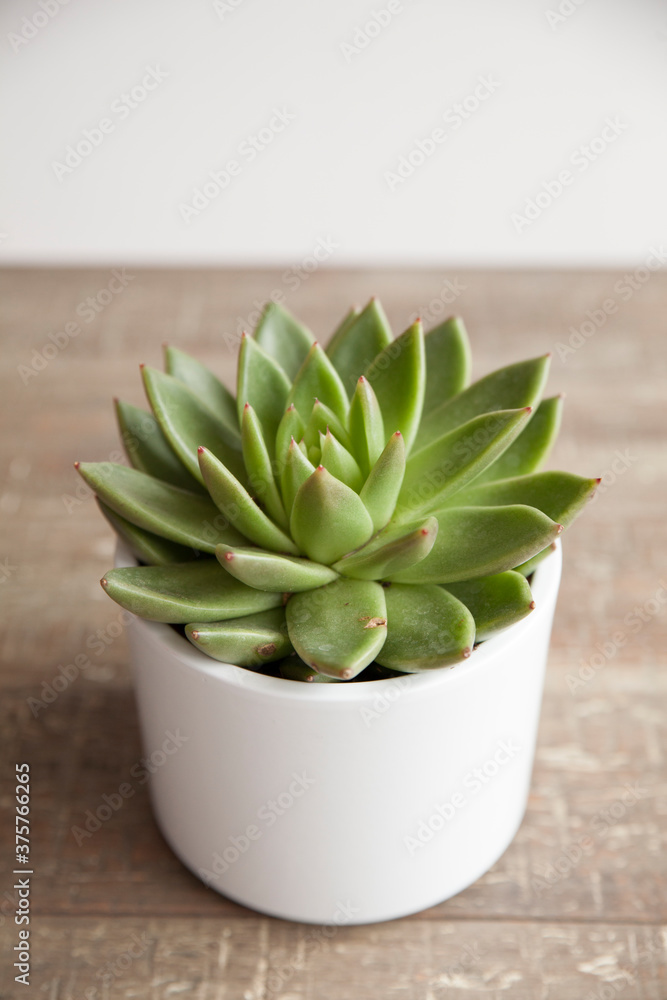 Succulent Succulent