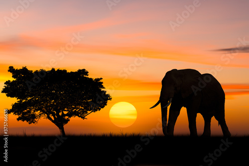 Silhouette elephant standing nearly big trees in safari with beautiful sunset twilight sky background