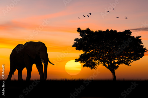 Silhouette elephant standing nearly big trees in safari with beautiful sunset twilight sky background