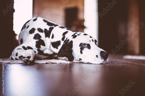 Bored dalmatian waiting. photo