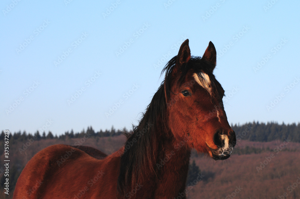 Fototapeta American Quarter Horse Jungpferd