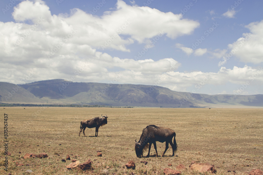 custom made wallpaper toronto digitalWildebeest in Wild