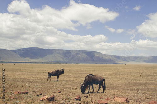 Wallpaper Mural Wildebeest in Wild Torontodigital.ca