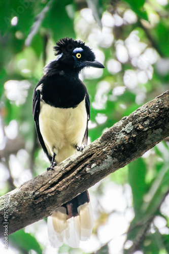 Tropical bird in Brazil, Plush crested jay, Cyanocorax chrysops photo