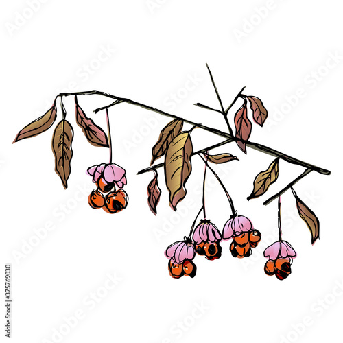 Branch of spindle tree with leaves and berries. Euonymus plant. Hand drawn colorful sketch.