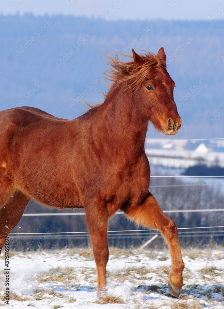 American Quarter Horse Jungpferd im Schnee American Quarter Horse Jungpferd im Schnee