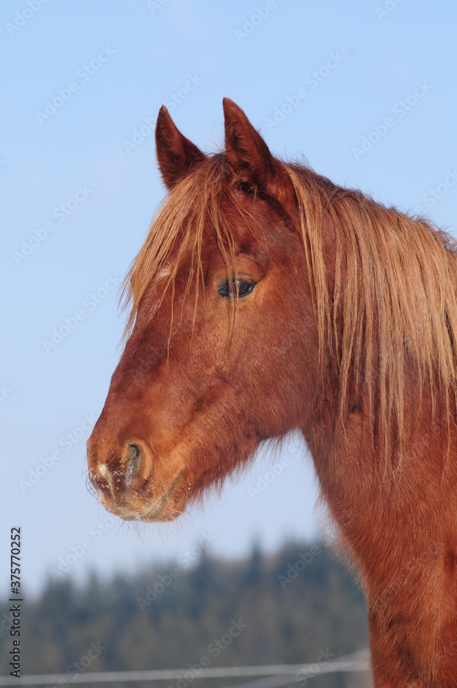 Obraz premium Młody koń American Quarter Horse w śniegu