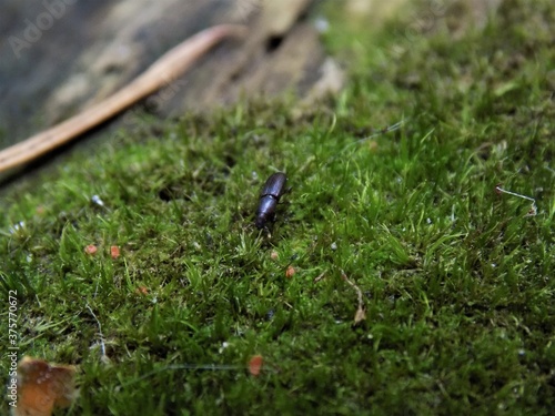 Beetle on Moss