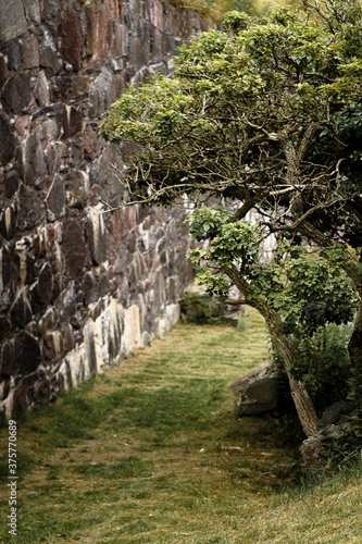 Old tree close to a medieval wall photo