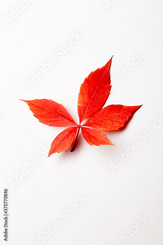 Close-up red autumn maple colorful leave, texture background