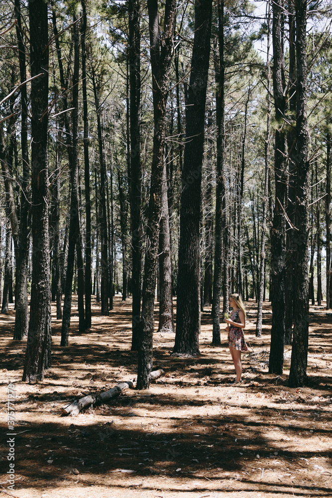 Girl standing amidst tall pine trees Girl standing amidst tall pine trees