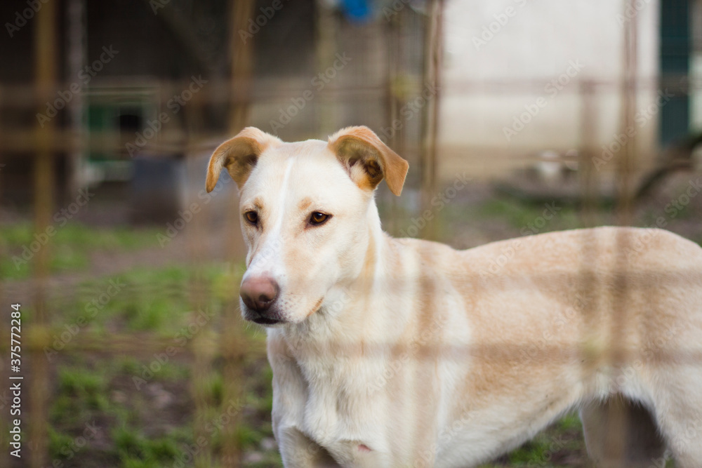 Beautiful stray dog behind fence in dog shelter Beautiful stray dog behind fence in dog shelter