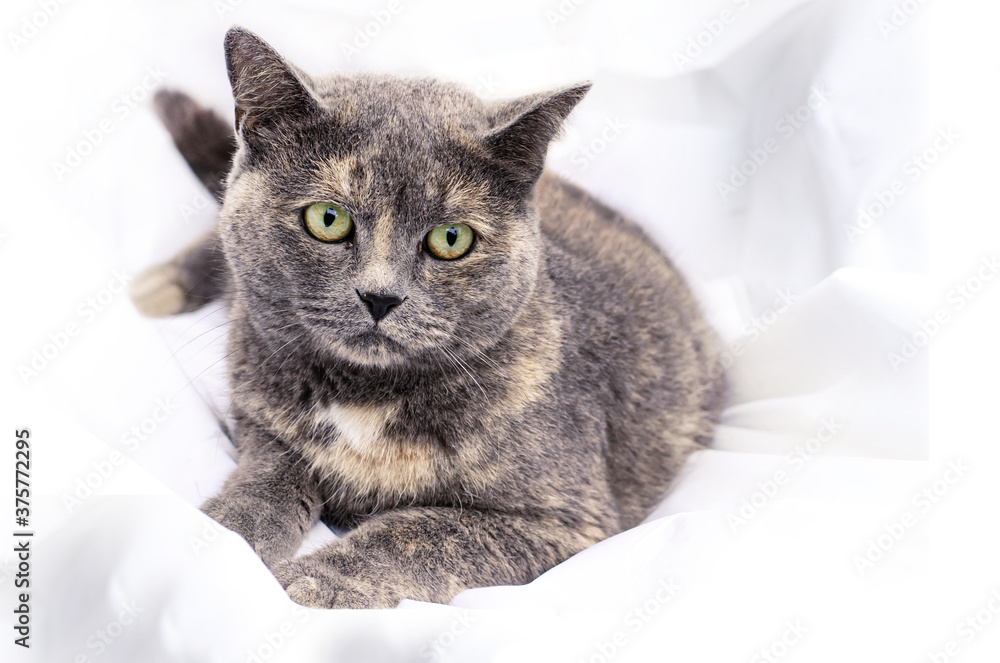 Grey femaly cat lies on white sheets on bed.. Grey cat with beige mottled spots. Mix of British cat