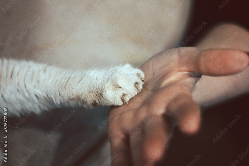 Man and animal love Man and animal love