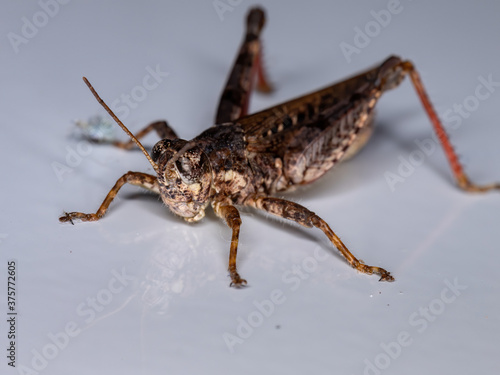 Spur-throated Grasshopper of the genus Baeacris photo