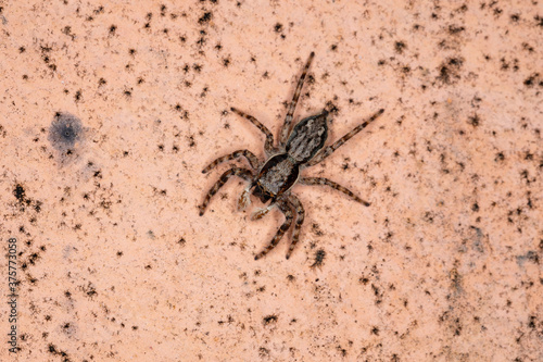 Gray Wall Jumping Spider of the species Menemerus bivittatus photo