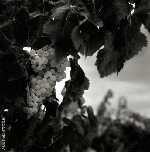 Grapes on the vine photo