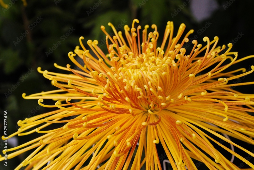 日本の国花である「菊」、菊花展から秀逸の花のクローズアップ