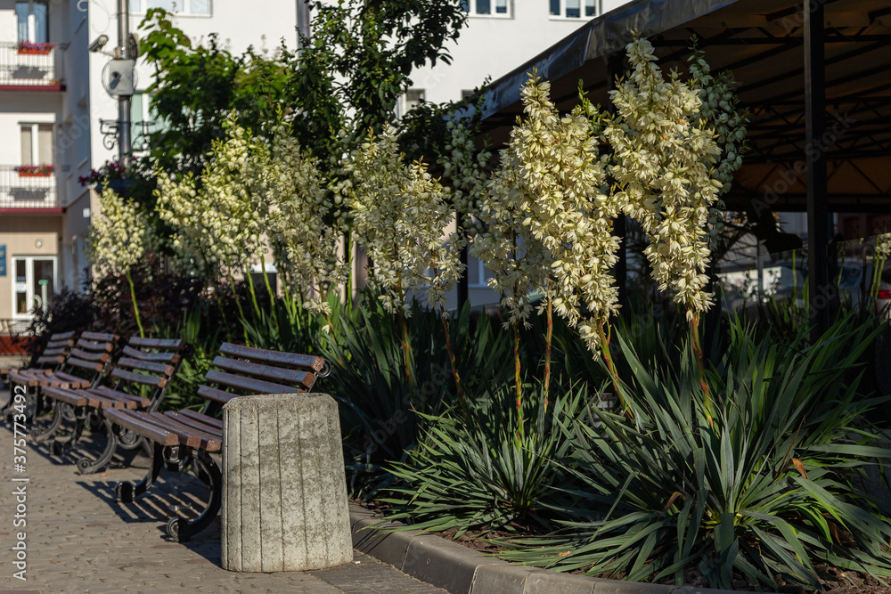 Fototapeta premium A closeup of the white flowers of a Yucca Gloriosa. Flowering bushes of Yucca Gloriosa in the city. Decorating and landscaping the city with flowering yucca plants. 