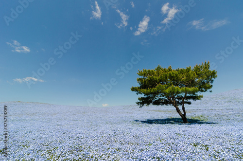 Green Tree In A Field of Blue Nemophilia photo