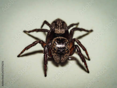 Female house jumping spider front close up