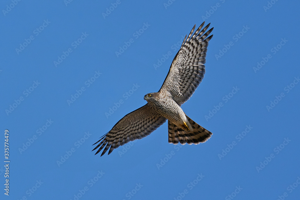 Fototapeta premium Eurasian sparrowhawk (Accipiter nisus)