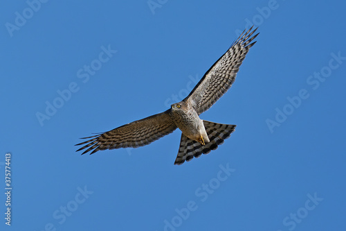 Eurasian sparrowhawk (Accipiter nisus)