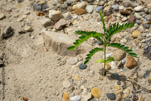 Plants Near a beach Sand