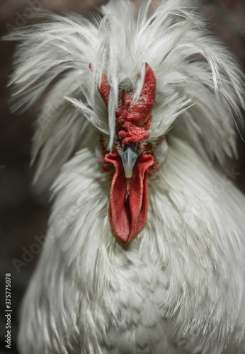 Ferdinand, a Mottled Houdan x Buff Laced Crested Polish x Sicilian Buttercup Rooster photo