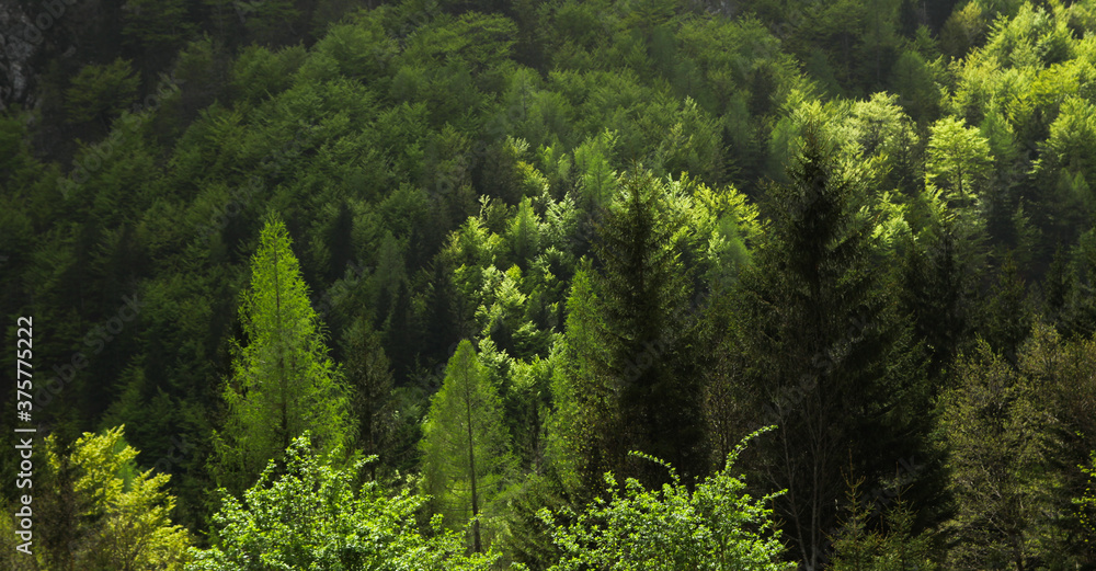 Forest Forest