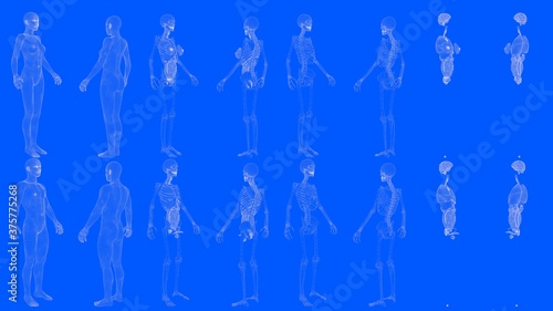 Set of 16 x-ray wireframe renders of male and female body with skeleton and internal organs isolated - digital high detailed medical 3D illustration in blueprint style