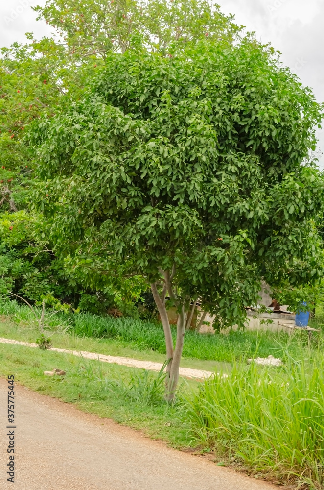 Small Guinep Tree By The Roadside