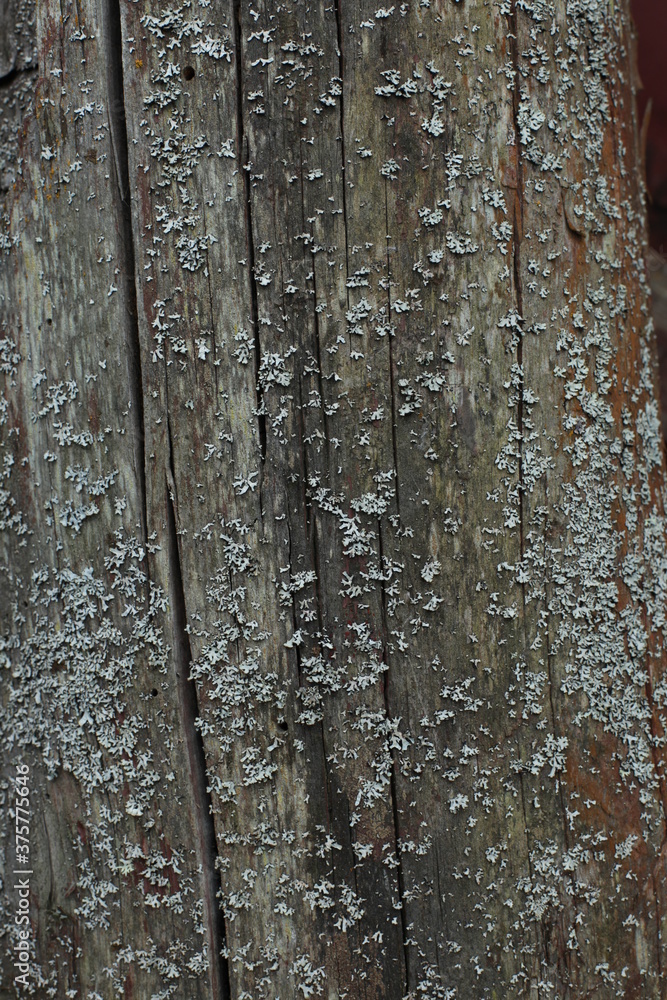 Fototapeta premium Yellow lichen on the tree bark. The tree trunk is affected by lichen.Mushroom ecosystem on the bark of trees.