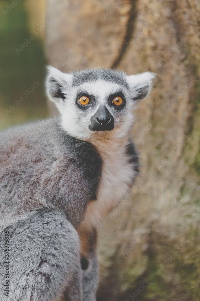 ring-tailed lemur ring-tailed lemur