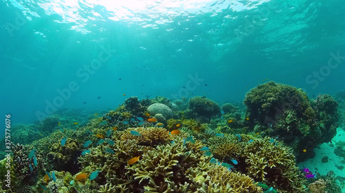 Beautiful underwater landscape with tropical fishes and corals. Life coral reef. Panglao, Bohol, Philippines. Philippines. © Alex Traveler