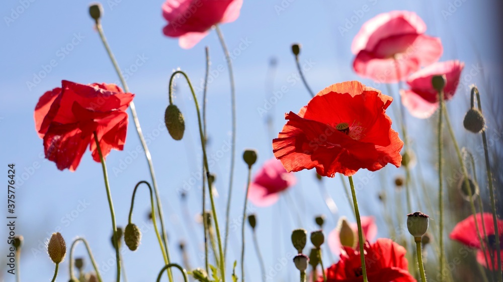 Obraz premium flowers