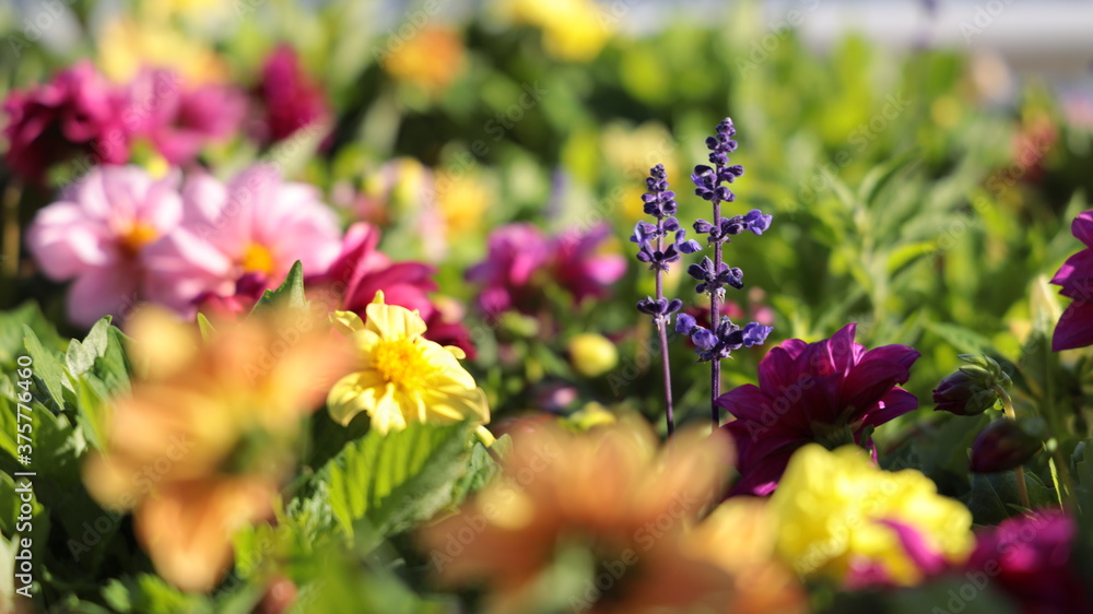 Obraz premium flowers